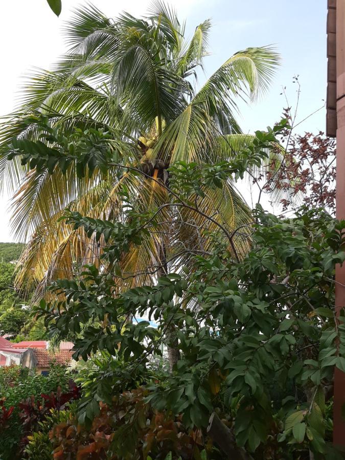 Les Hibiscus Apartment L'Anse Noire Bagian luar foto